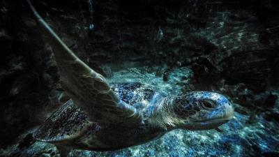 New Study Shows Sea Turtles Eat Plastic Because It Smells Like Food