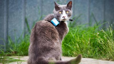 Scientists Put Trackers On Cats To Reveal The Extent Of Their Ecological Destruction