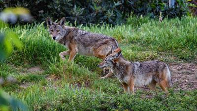 Urban Coyotes Live Off Trash, Fruit, And Cats
