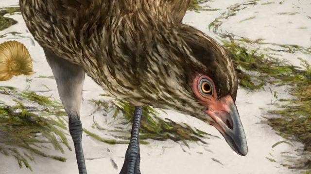 Fossil Reveals ‘Wonderchicken,’ The Earliest Known Modern Bird