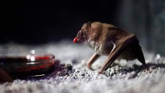 Vampire Bats Will Share Blood With A Friend, But Only After Vigorous Grooming