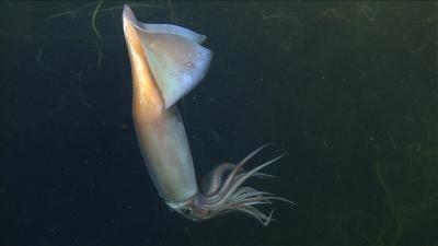 Glowing Deep-Sea Squid Have A Complex Form Of Communication, New Evidence Suggests