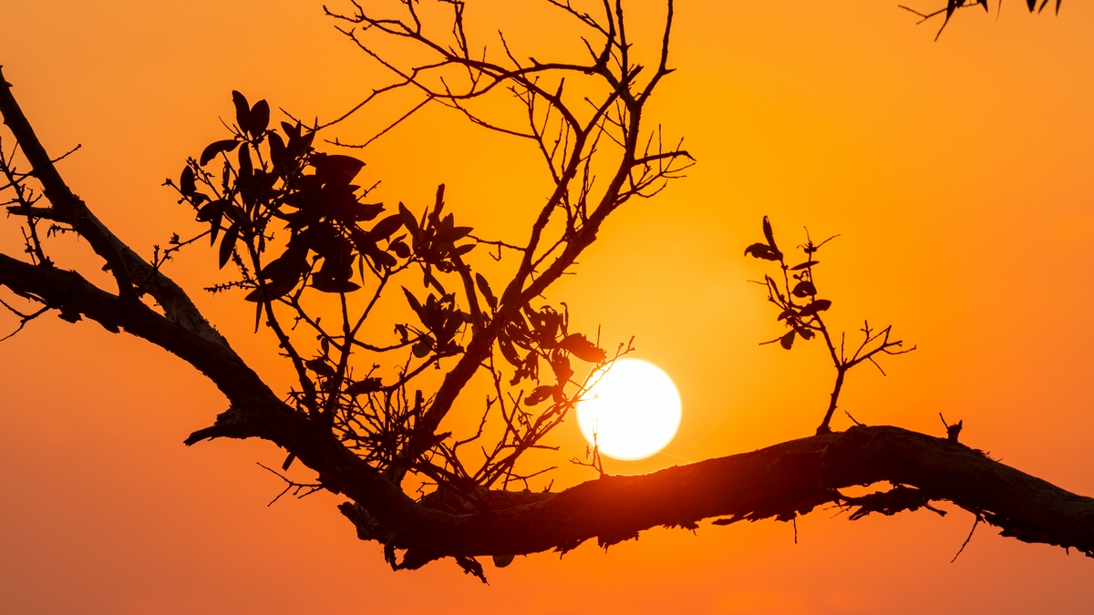 Orange Colored Sunrise with silhouetted tree branches through the smoke haze , Australia