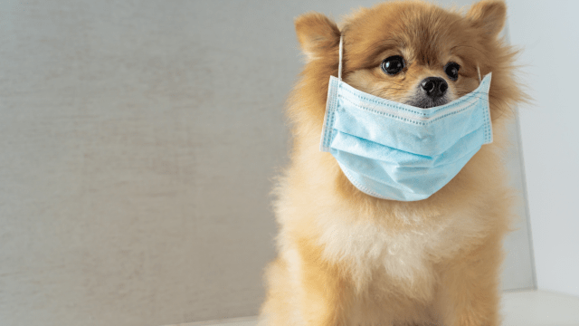 Why You Shouldn’t Worry About Pets Spreading COVID-19
