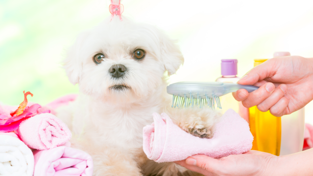 Why Dogs Donâ€™t Care For Being Groomed