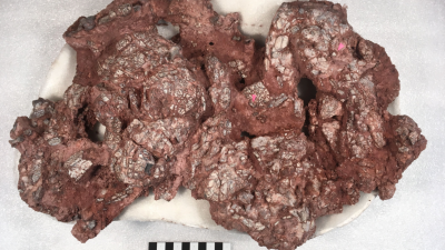 Fossilised Vomit And Faeces Are Delighting Paleontologists