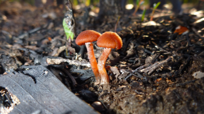 How Fungiâ€™s Knack For Networking Boosts Ecological Recovery After Bushfires