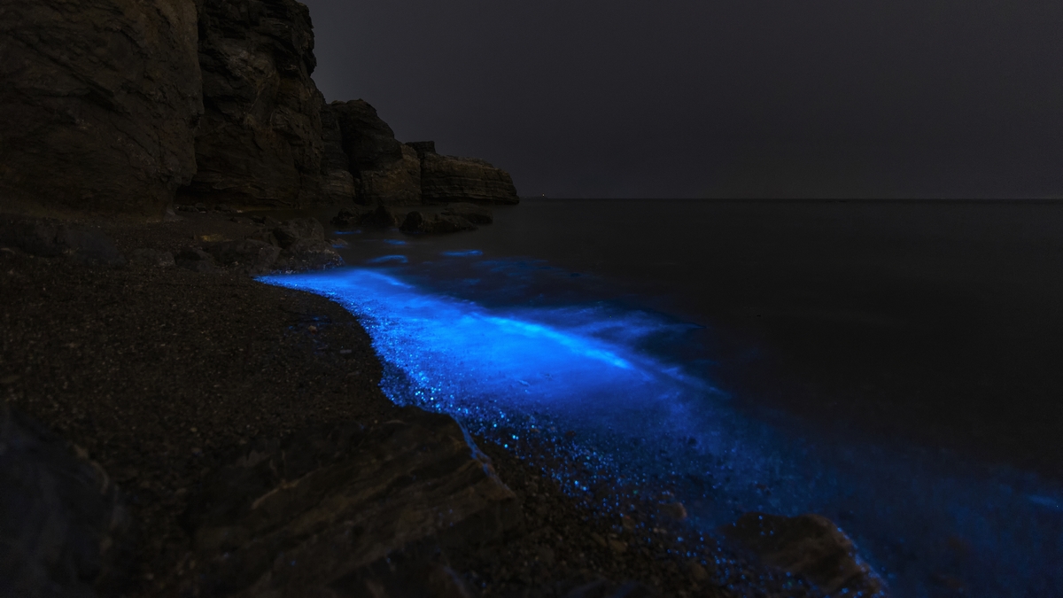 glowing bioluminescent algae