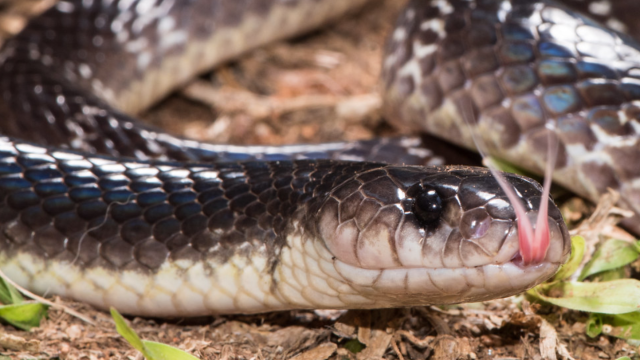 Study Shows Snakes Don’t Produce Venom For Self-Defence
