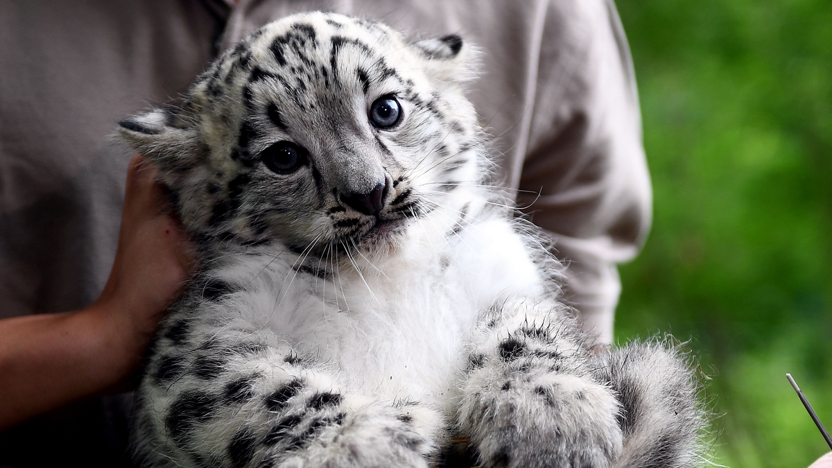 A baby snow leopard is prepared to get his first vaccination on August 10, 2017 at the Tierpark zoo in Berlin. The male snow leopard was born on June 13, 2017 and still has no name. / AFP PHOTO / dpa / Britta Pedersen / Germany OUT (Photo credit should read BRITTA PEDERSEN/DPA/AFP via Getty Images)
