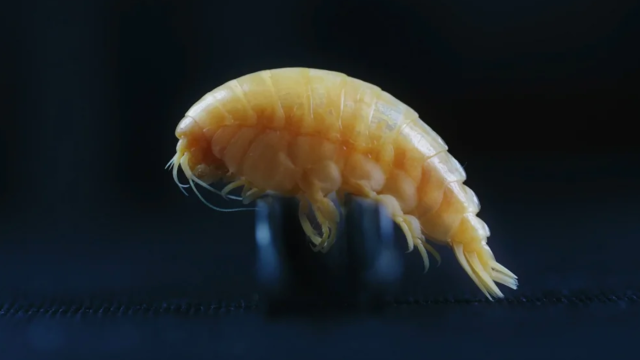 This New Species Is Named After The Plastic Inside It