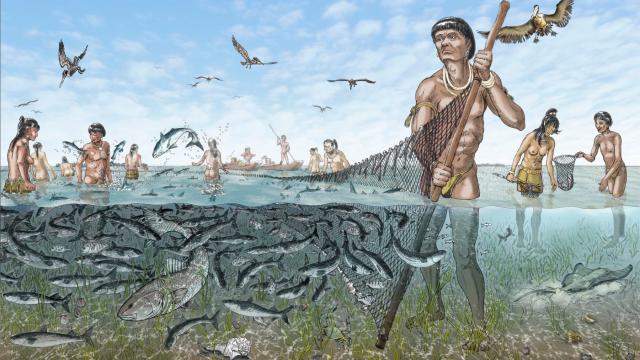 Florida’s Ancient Calusa Kingdom Was Powered By Ingenious Fish Corrals