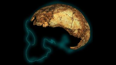 This Tiny Skull Cap Is Rocking What We Know About An Ancient Human Species