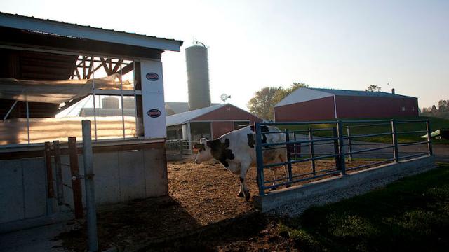 The Coronavirus Outbreak Is Making Dairy Farmers Dump Milk, Even As Food Demand Skyrockets