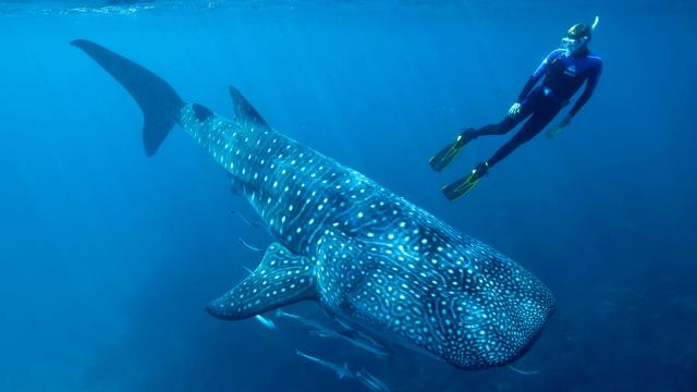 Whale Sharks’ Long Lifespan Revealed By Atomic Bomb Remnants