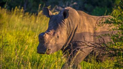 Why Coronavirus Could Lead To More Rhino Poaching