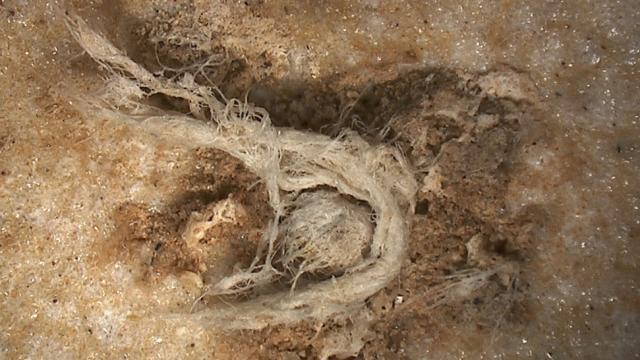 Fascinating Discovery Suggests Neanderthals Invented String