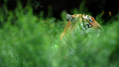 So, Why Was A Tiger Able To Get A Coronavirus Test?