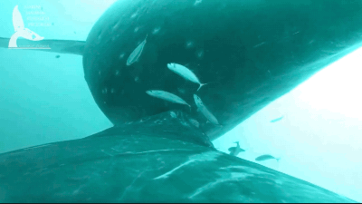 Incredible Video Shows A Humpback Whale Mother Nursing Her Calf