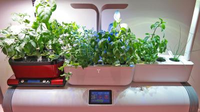 How Transforming My Apartment Into An Indoor Farm Turned Into A Very Bad Idea