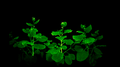 Scientists Create Glowing Plants Using Bioluminescent Mushroom DNA