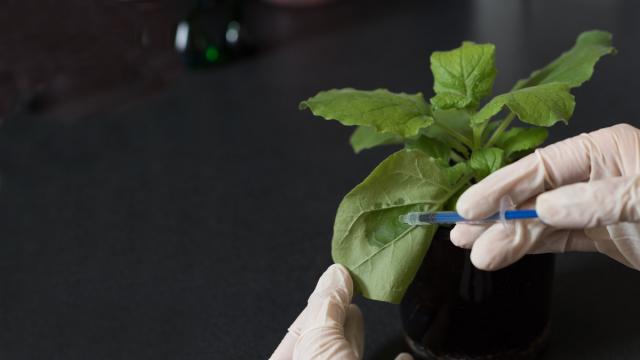 How An Ancient Australian Plant Could Help Produce A Coronavirus Vaccine