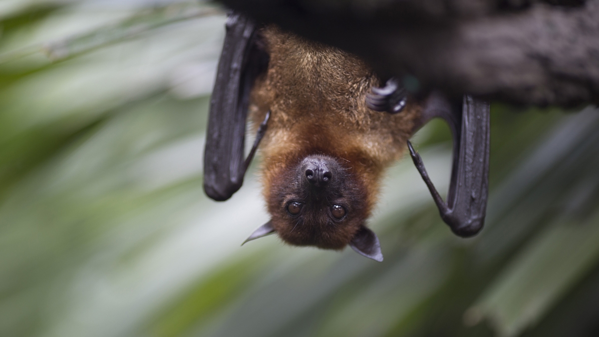 Close up of brown bat hanging upside down from a tree.