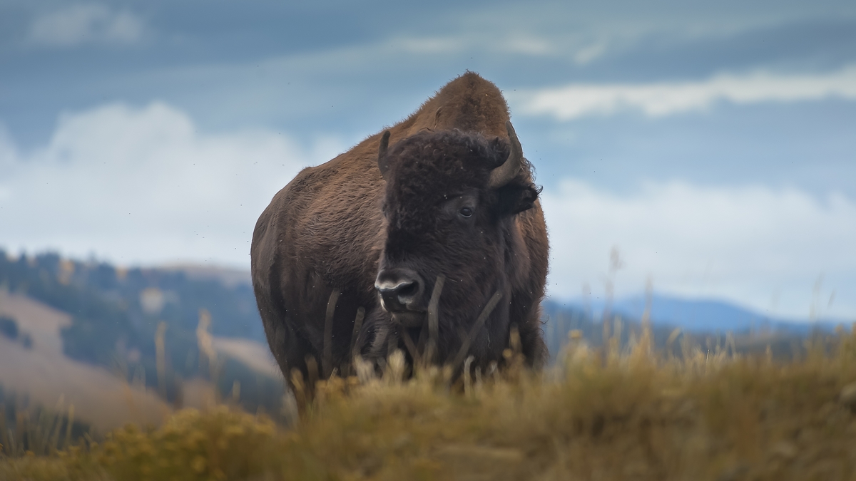 Wild Bison in Yellowstone National Park