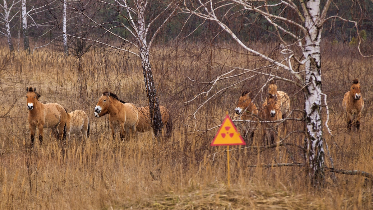 Przewalski's horse, which inhabited the Chernobyl zone. After 20 years the population has grown, and now they gallop on radioactive territories.