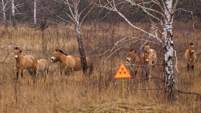 The Mystery Of Chernobylâ€™s Wild Horses