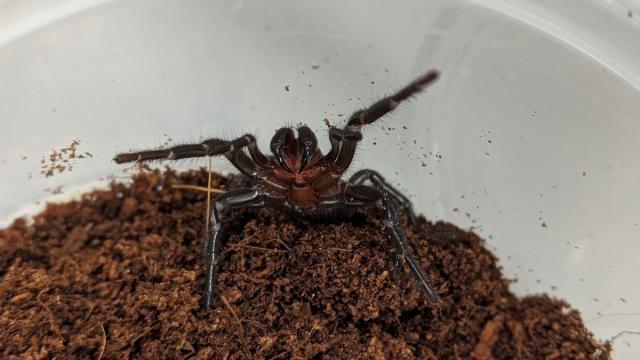 Watch This Rare Video Of A Funnel Web Spider Shedding Its Exoskeleton