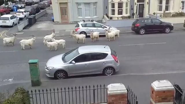 Goats Retake Streets And Perform Vital Hedge Trimming While Humans Hide Indoors