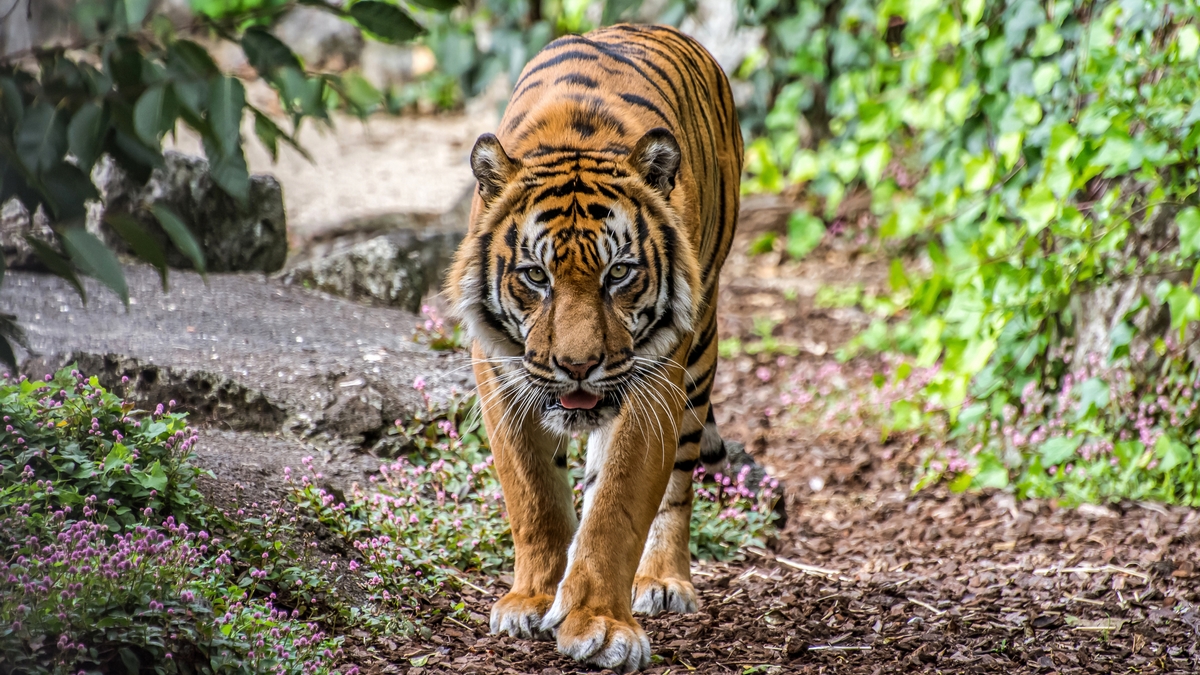 A Tiger In New York Has Allegedly Gotten Coronavirus