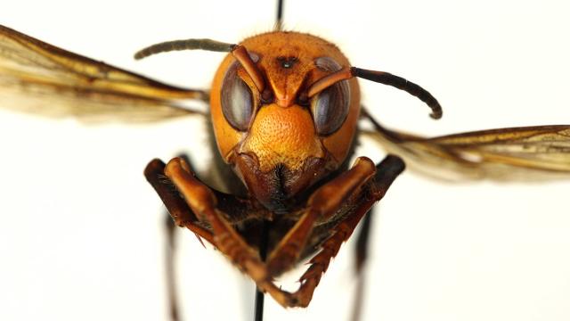 Great, Now Invasive ‘Murder Hornets’ Are A Thing To Worry About