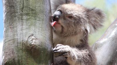 Thirsty Koalas Caught On Camera Licking Wet Trees