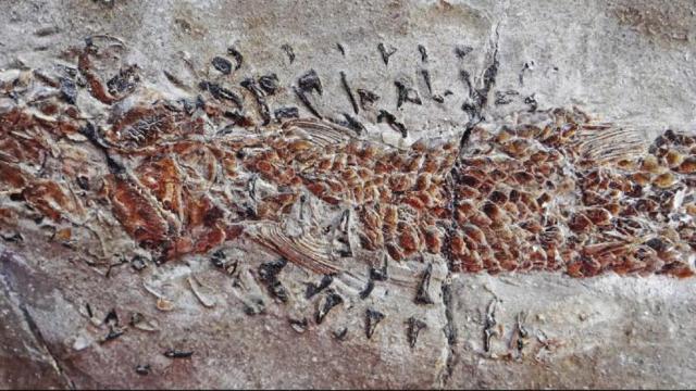 Dramatic Fossil Shows A Squid-Like Creature Crushing A Fish In Its Jaws