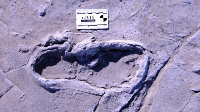 Hundreds Of Fossilised Human Footprints Provide A Glimpse Of Ancient Life In Africa