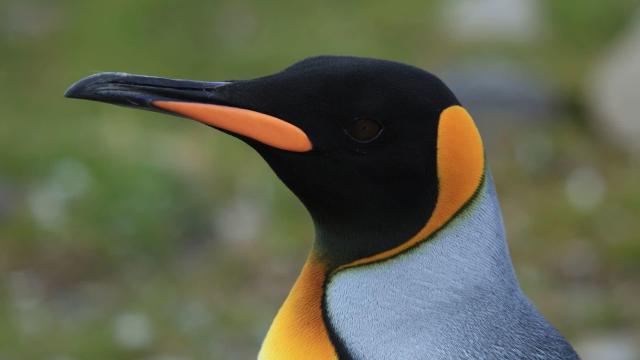 Researchers Accidentally Got High On Laughing Gas From Penguin Poop