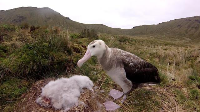 Coronavirus Thwarts Rescue Of Endangered Albatrosses Menaced By Giant Mice