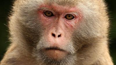 Researchers Control Monkeys’ Decisions With Bursts Of Ultrasonic Waves