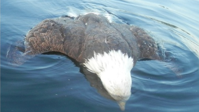 That Time A Loon Fatally Stabbed An Eagle In The Heart