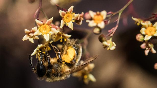 Genius Bees Force Plants To Bloom By Biting Them