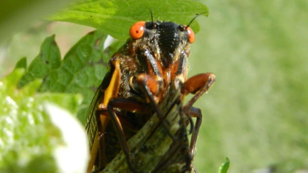 A cicada. (Image: Doug Pfeiffer)