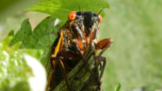 Millions of Noisy Cicadas to Emerge This Year After 17 Years Underground