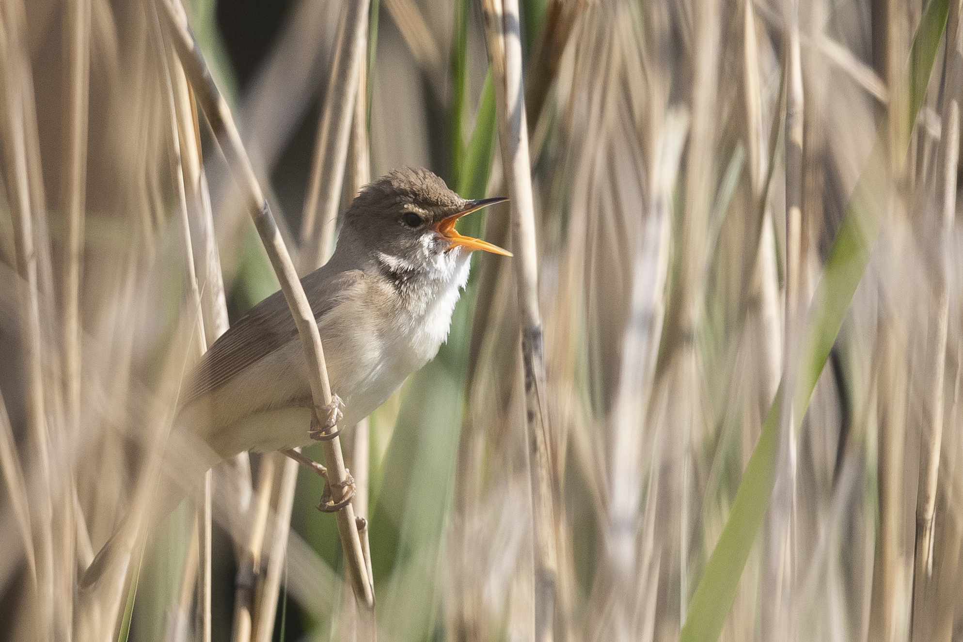 A reed warbler sings in reeds next to the Serpentine in Hyde Park on May 21, 2020 in London, United Kingdom. (Photo: Getty)