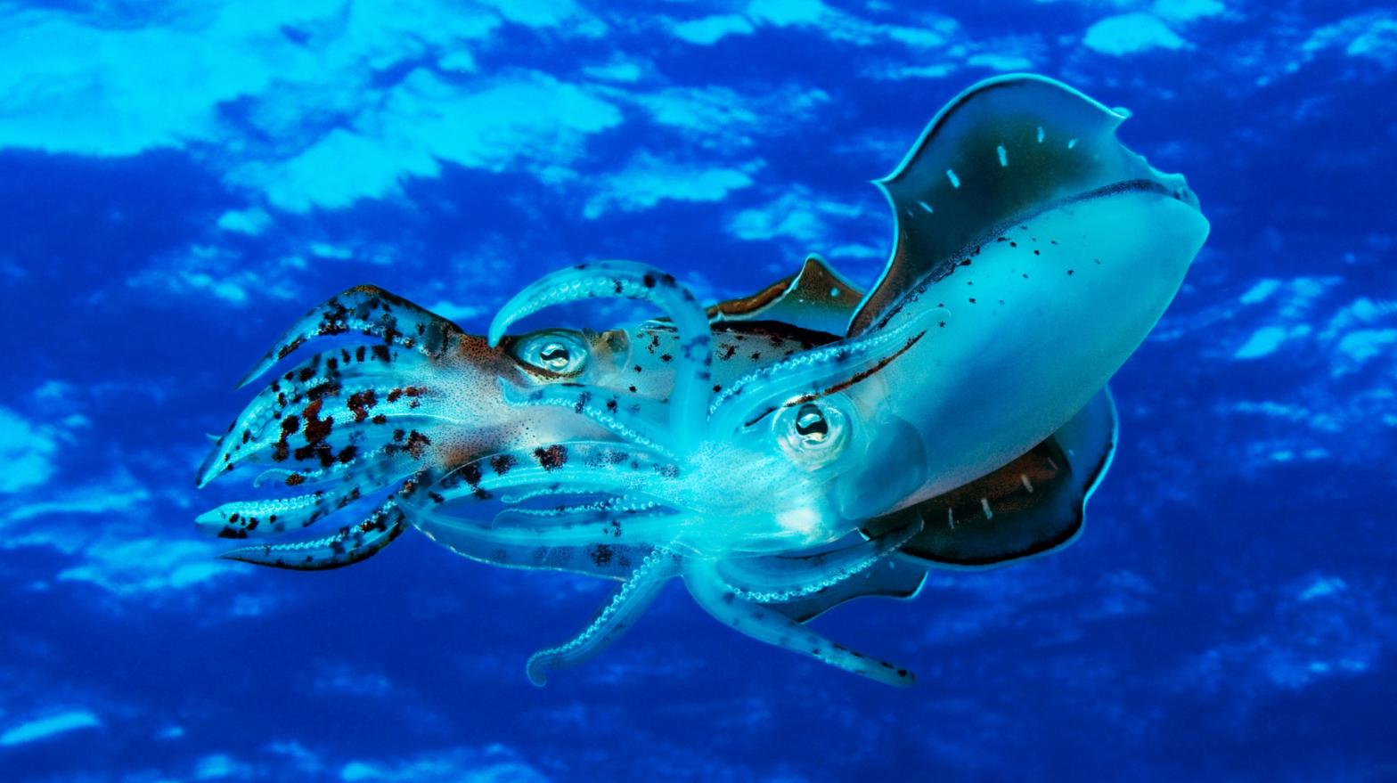 Caribbean reef squid (Sepioteuthis sepioidea), Curacao, Netherlands Antilles. (Photo: Getty)