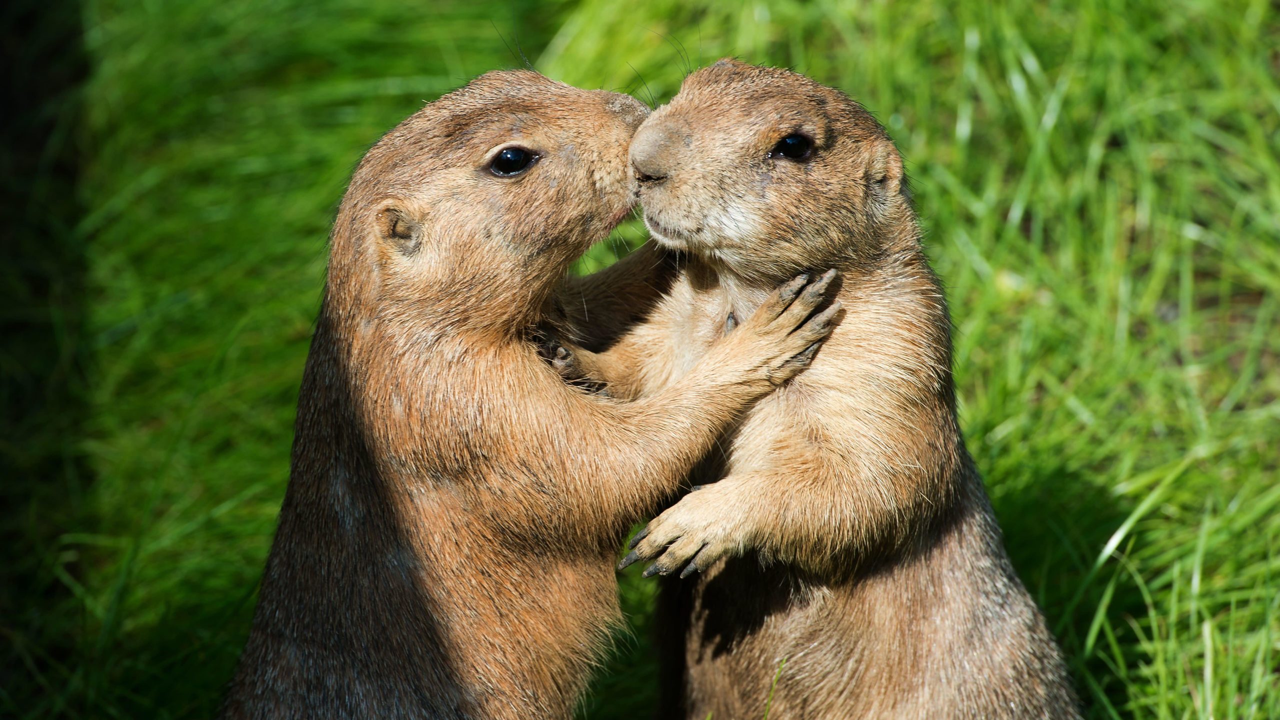 Two prairie dogs at the zoo in Dresden, eastern Germany. (Photo: Getty)