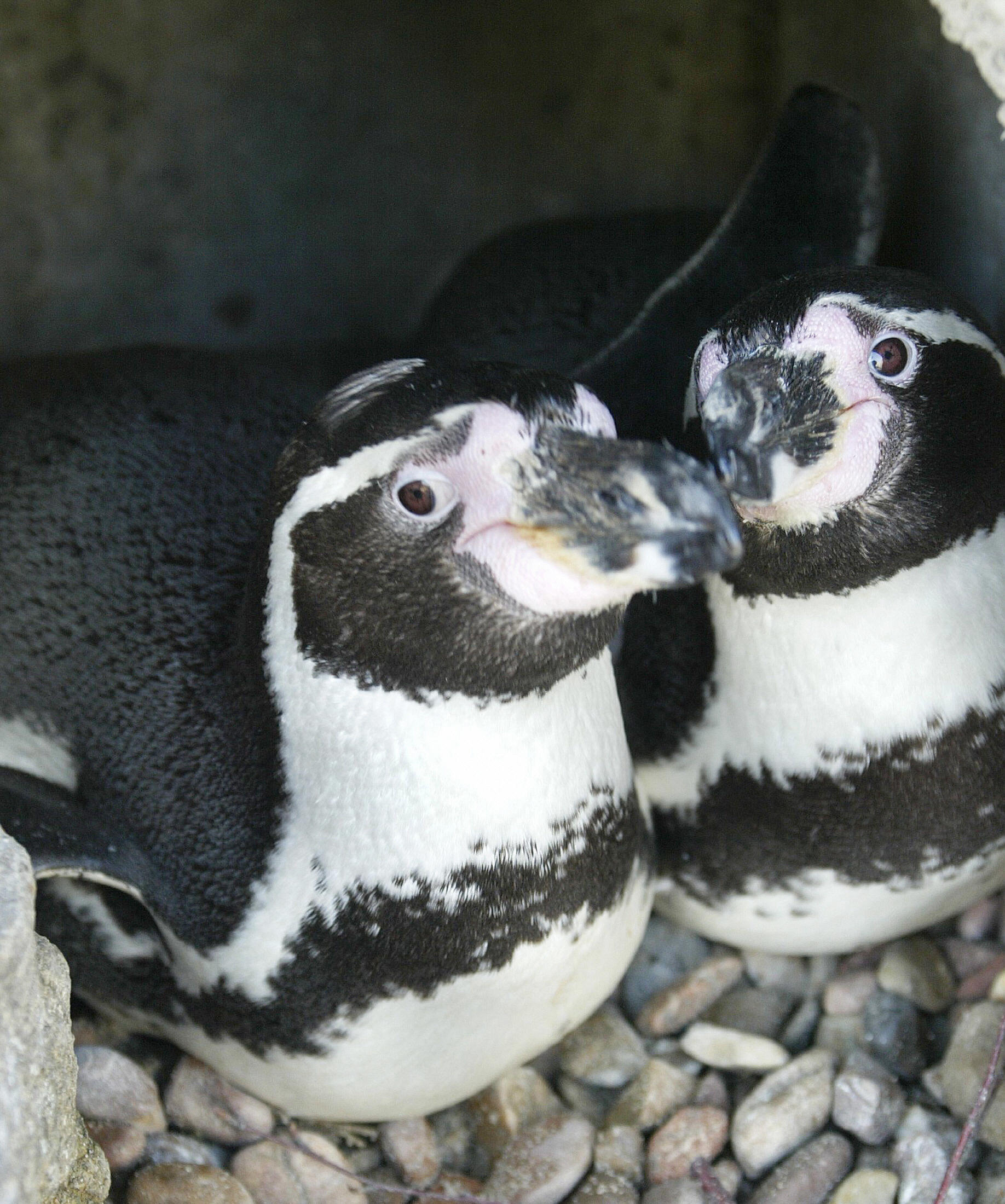 Two male penguins “Sechs Punkt” (Six Point) and “Schraegstrich” (Slash) cuddle at the Bremerhaven zoo in Germany. (Photo: Getty)