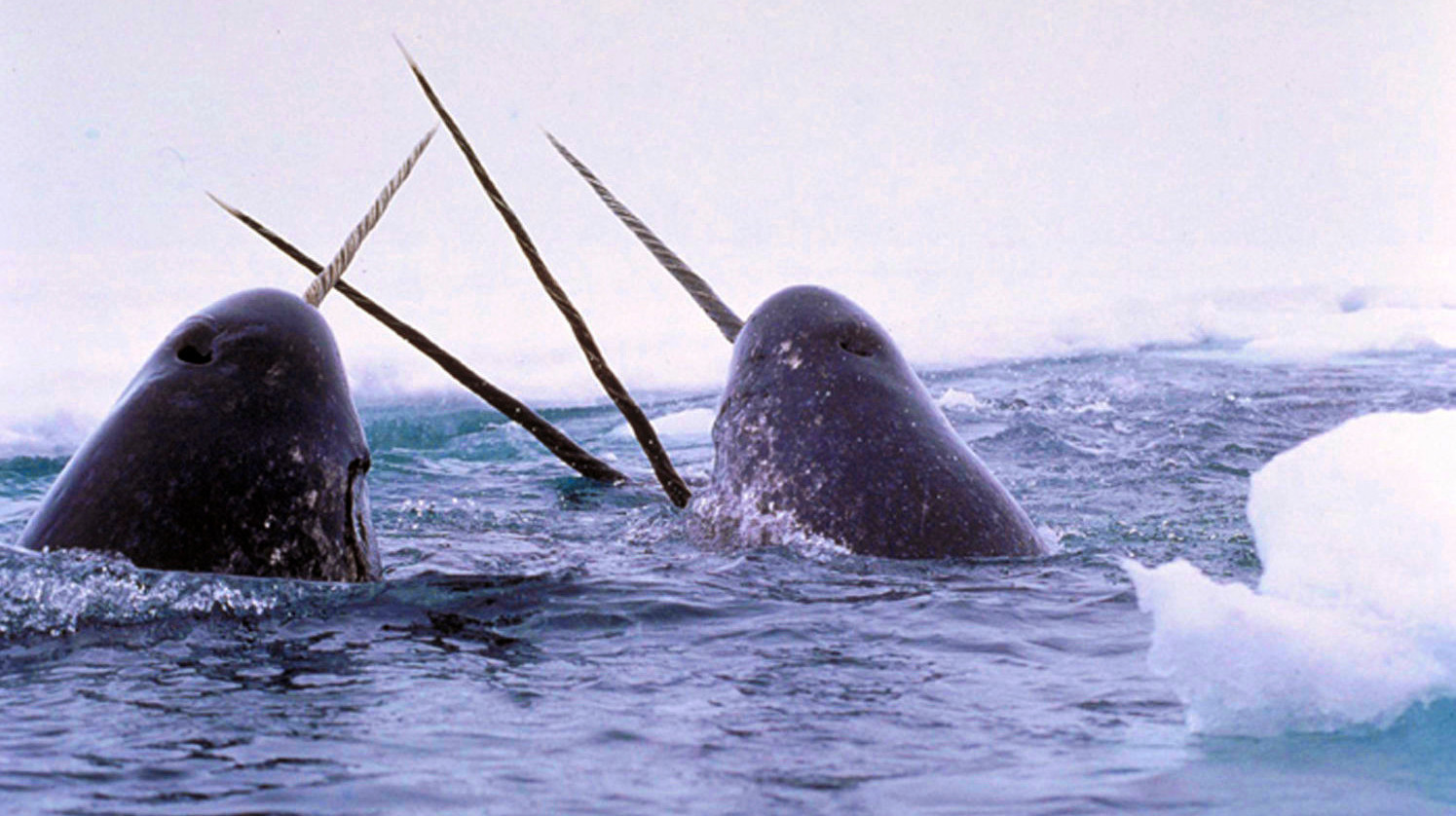 A pair of narwhals breaching the surface.  (Image: NOAA)