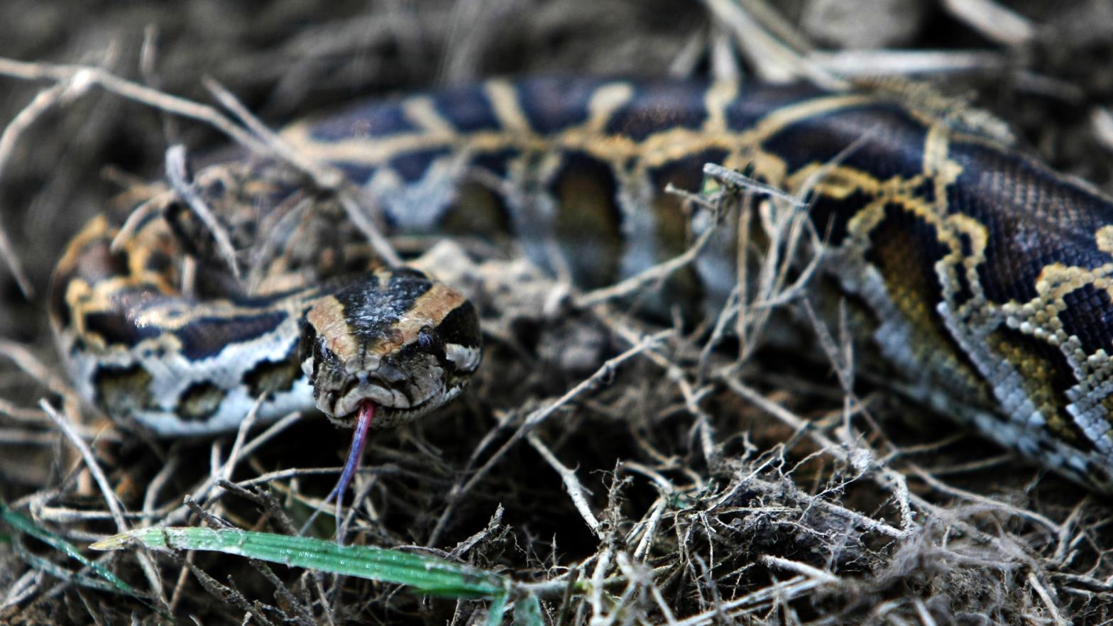 Image: Big Snake, Getty